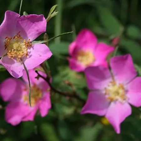 Riutankolo By Interhome 度假居