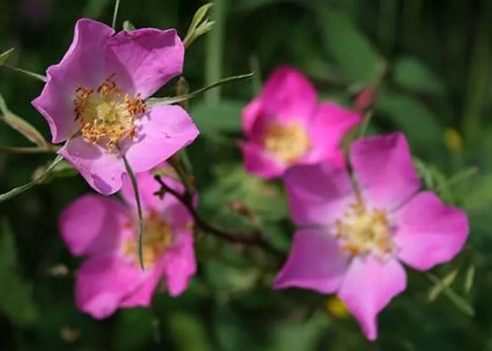 Riutankolo By Interhome Nyaraló